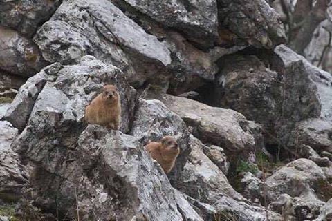 James Hogg was lucky enough to meet a family of Hyraxes (Tabsoun) in ... (Jabal Moussa)