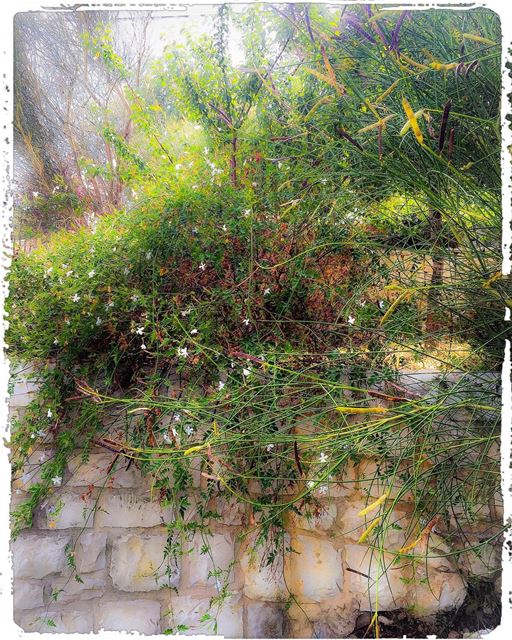 Jasmine bush  nature  naturephotography  flowers  hedges  mountain ...