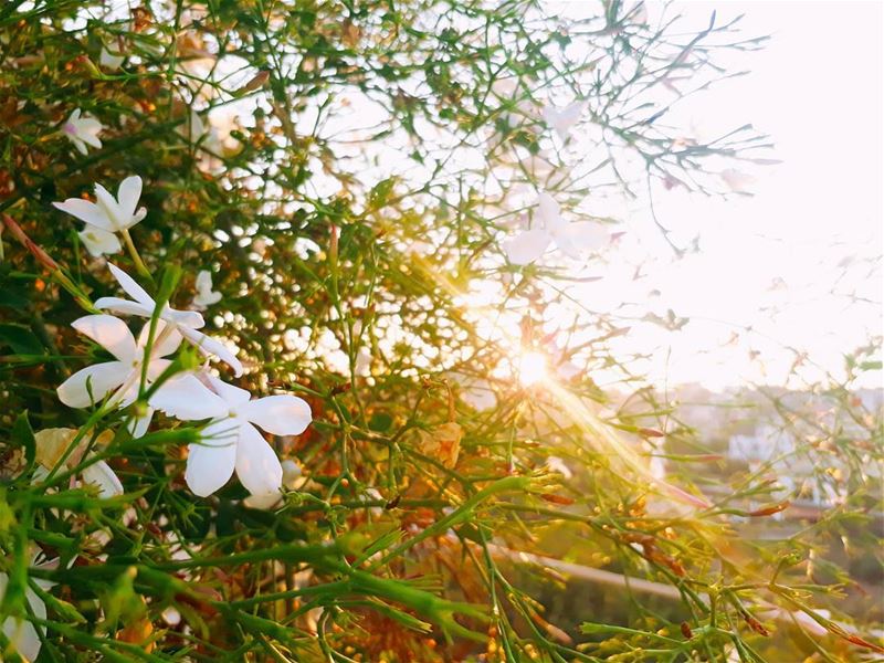  jasmine  rasnhash  batroun  lebanon  kalawounphoto  monbeauliban  🌼 ... (Ra'S Nhash, Liban-Nord, Lebanon)