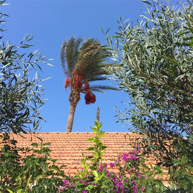  jbeil  whatsapplebanon  trees  colorful  nature  palmtree  redtileroof ... (Byblos, Lebanon)