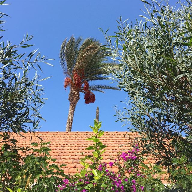  jbeil  whatsapplebanon  trees  colorful  nature  palmtree  redtileroof ... (Byblos, Lebanon)