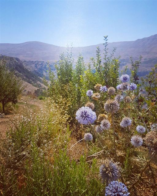 Je n'ai pas changé🎶🎶  ig_lebanon  insta_lebanon  insta_jezzine ...