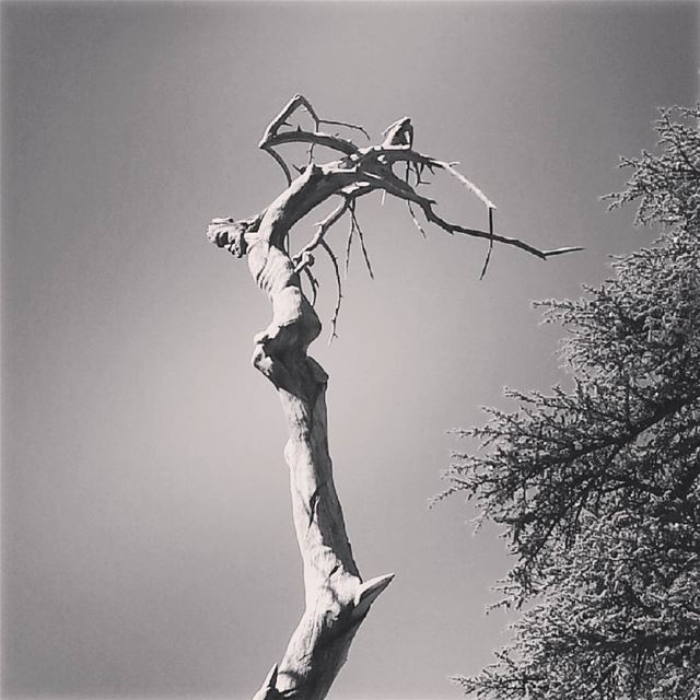 Jesus Crucified carved on Cedar tree (Cedars of God)