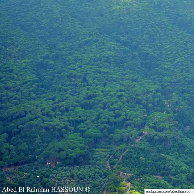 Jezzine pines 🌳............... jezzine  livelovejezzine  ... (Jezzîne, Al Janub, Lebanon)