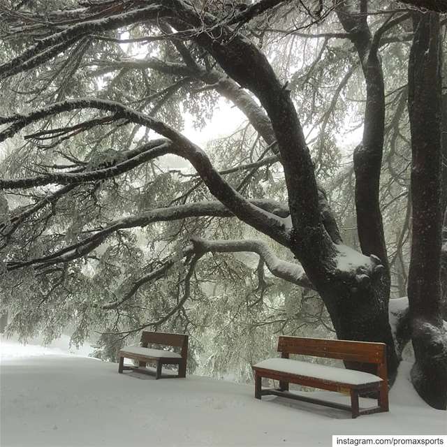 Join our Snowshoeing event this Sunday, January 05 to Shouf Cedar Forest... (Al Shouf Cedar Nature Reserve)