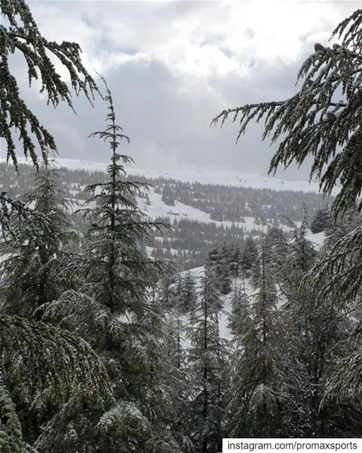 Join @promaxsports this Sunday, February 17, 2019 to Shouf Cedar Forest... (Bâroûk, Mont-Liban, Lebanon)