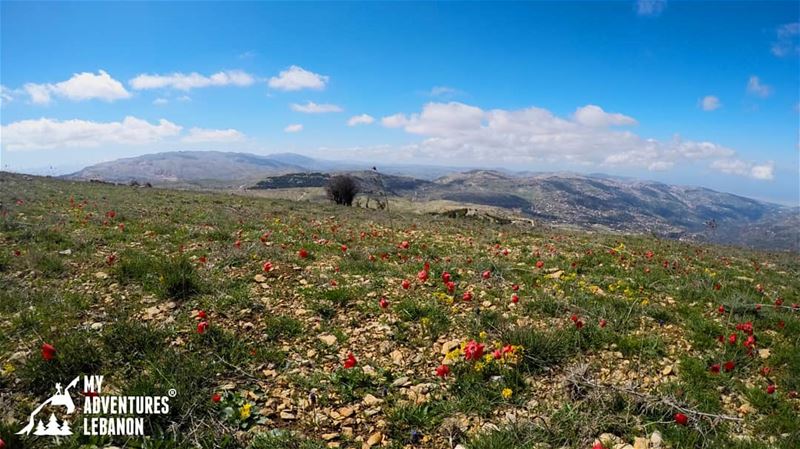 🌸🌹🌼🍃Join us for a hike in Falougha on April 8🚶For more details check...