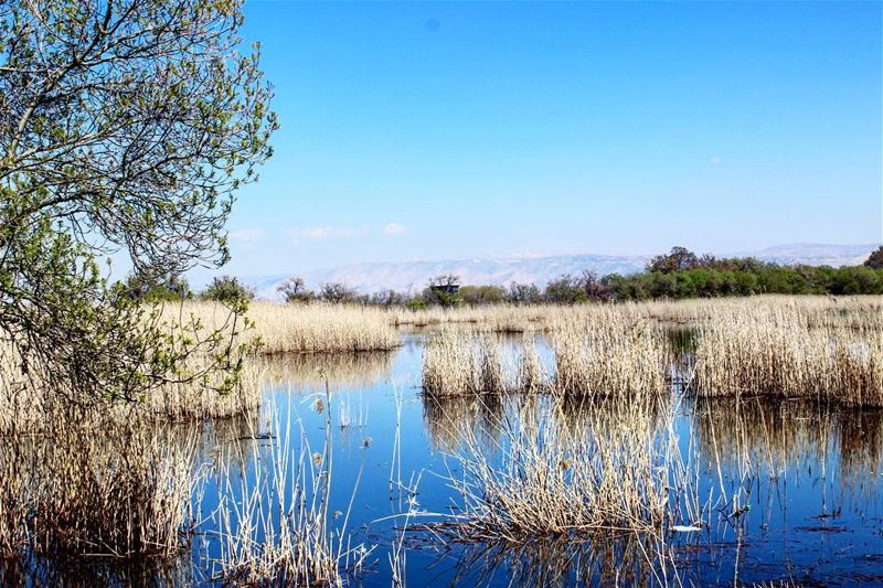 Join us next Sunday 8 of April for a breathtaking Hike in Ammiq..RSVP on... (`Ammiq, Béqaa, Lebanon)