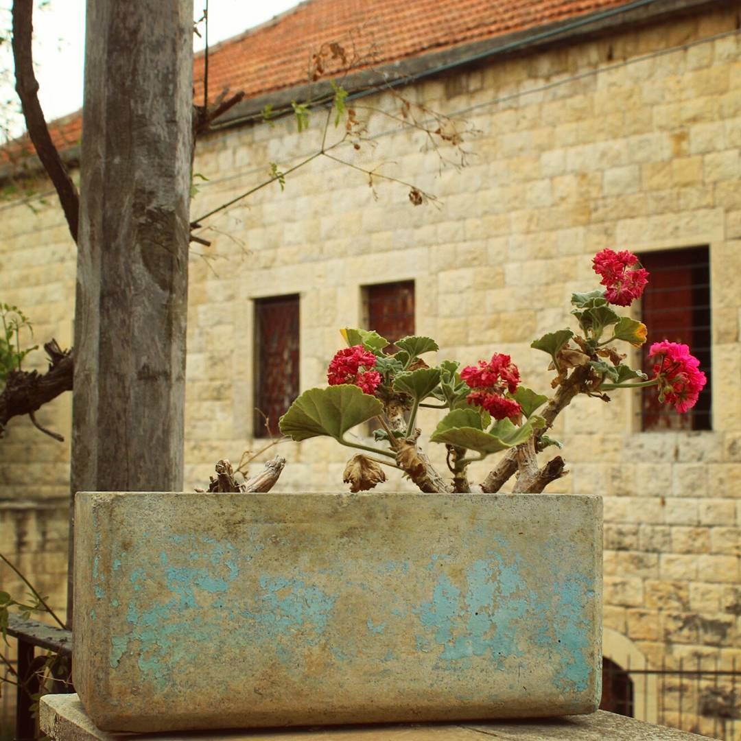 Joli petit.. petit joli 🍃🌸💙🌸🍃... lebanon  brickhouse ... (Beïno, Liban-Nord, Lebanon)