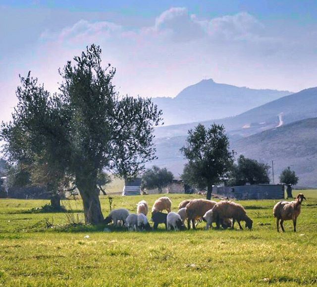 Joy in looking and comprehending is nature's most beautiful Gift - Albert... (Nabatieh)