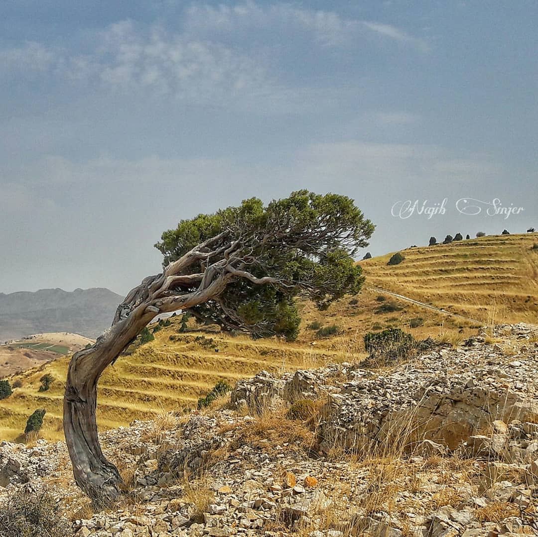  juniperus  juniperusphoenicea  super_lebanon  Lebanonshots  lebanon_insta... (El Hermel, Béqaa, Lebanon)