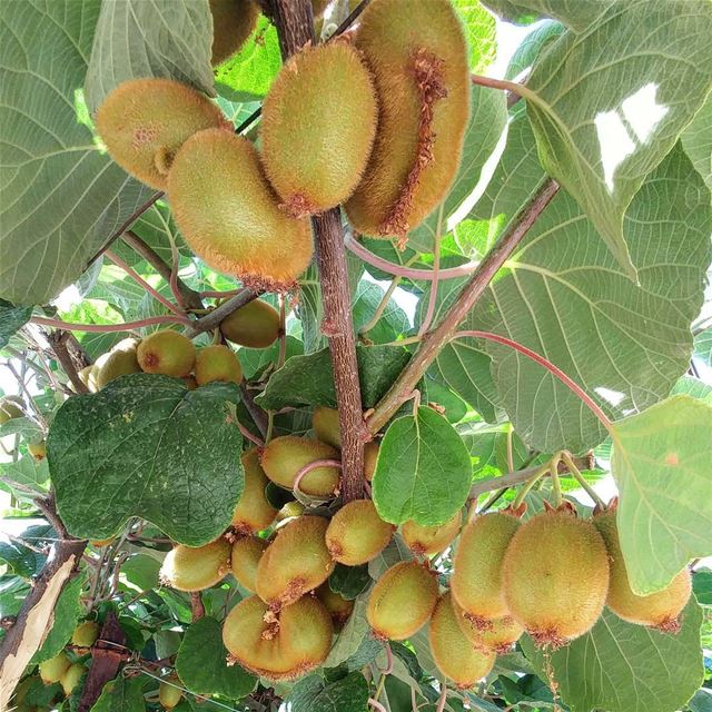 Just a few weeks 👍 kiwi  pickyourown  freshandlocal  lebanon🇱🇧 ... (Dayr Al Qamar, Mont-Liban, Lebanon)