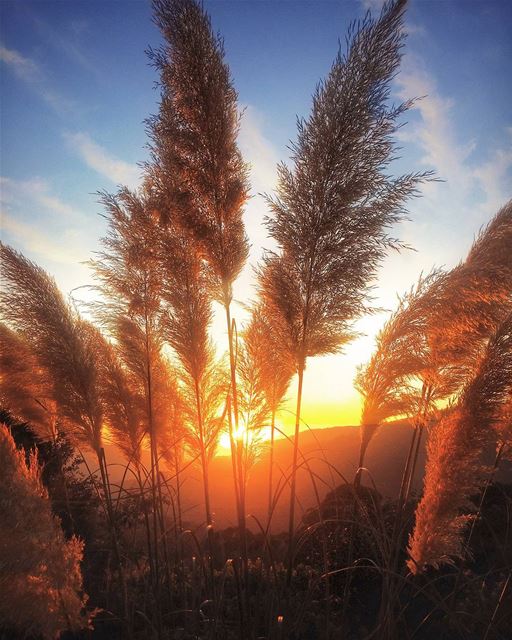 Just a simple sunset 😁 lebanon  nature  naturelovers  natureporn ... (Hammana)