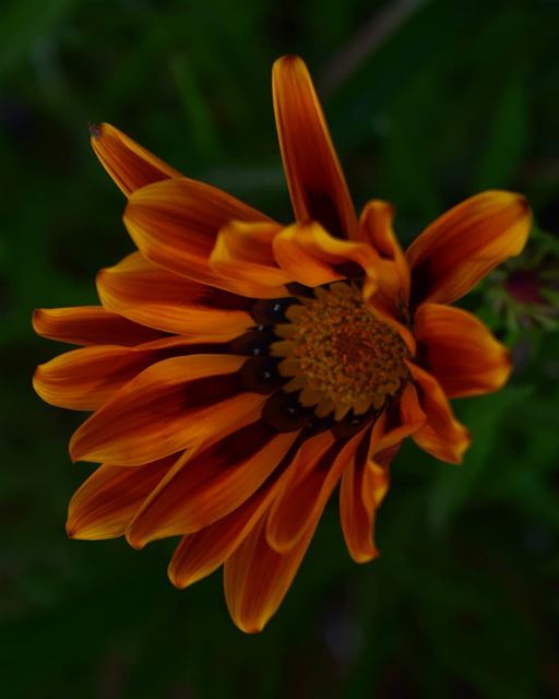 Just as the flower start blooming, you too can have a personal renewal, a...