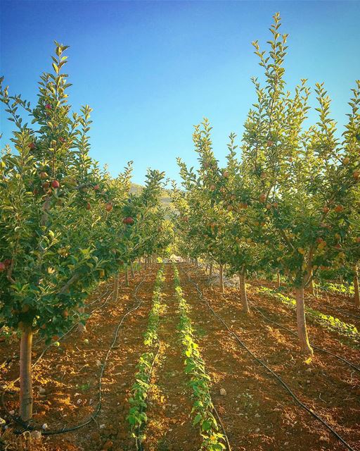 Just because you find one bad apple doesn’t mean you should give up on the... (Wata' Hub, Liban-Nord, Lebanon)