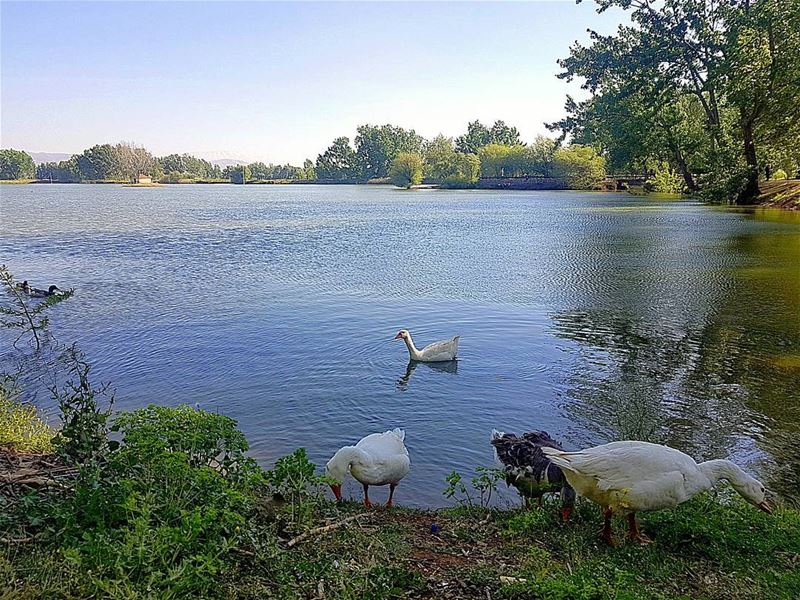 Just few  ducks doing their thing at the  taanayel  lake  lebanon  bekaa ... (Taanayel Lake)