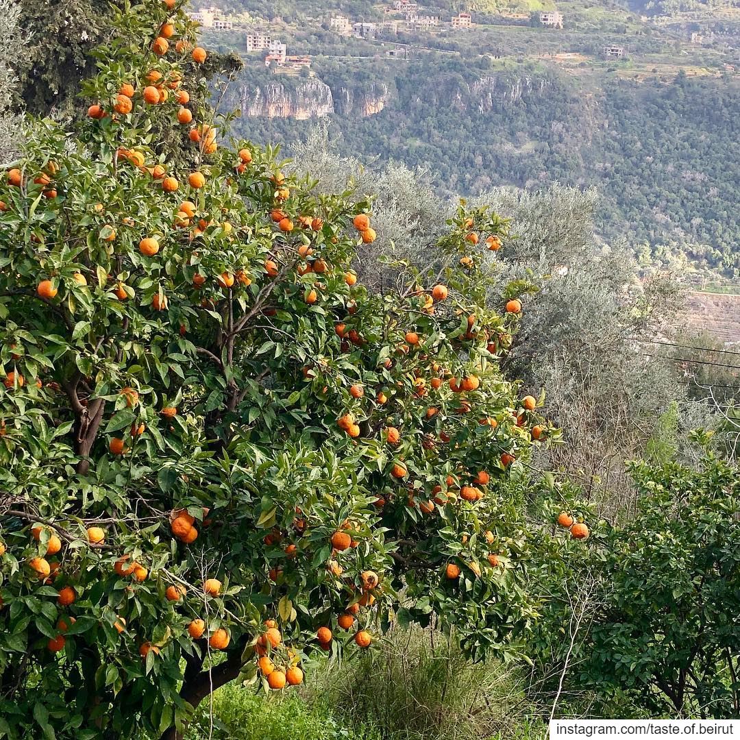 Just glancing below the falafel joint.  lebanesescenes  orangetrees... (Kafr Him, Mont-Liban, Lebanon)