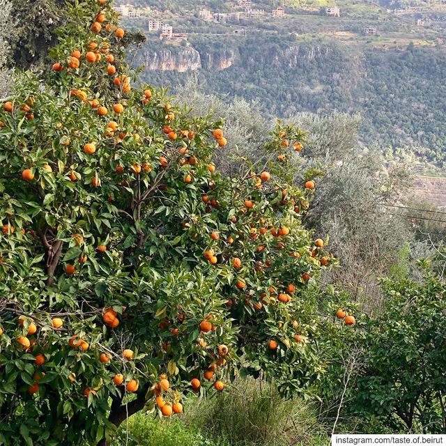 Just glancing below the falafel joint.  lebanesescenes  orangetrees... (Kafr Him, Mont-Liban, Lebanon)