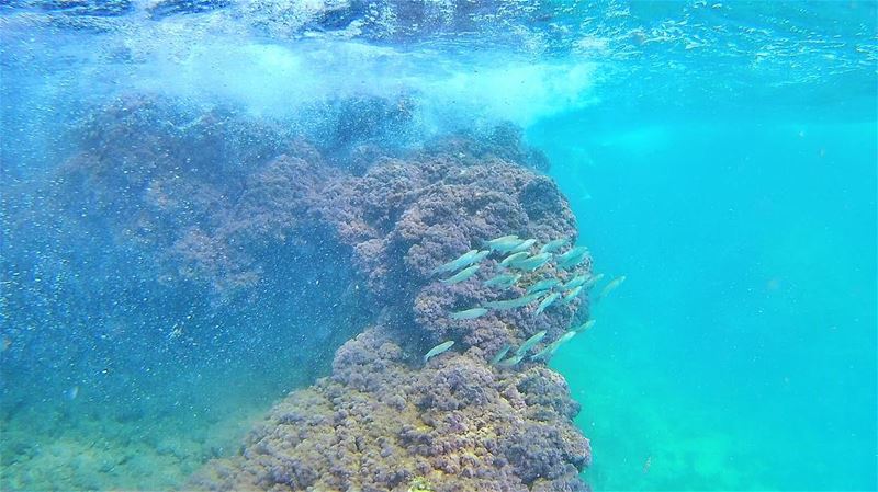 Just keep swimming 🐠💙🐠 ... (Helweh)