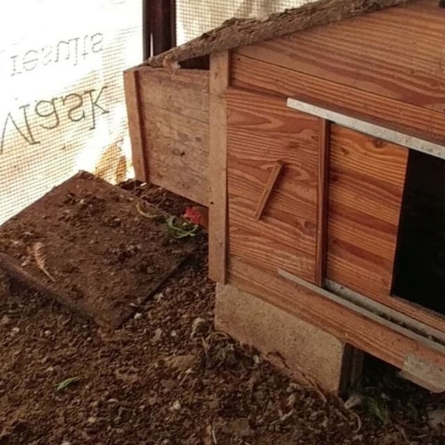 Just laid her egg and took off, still warm.  hens  layingegg  henhouse ... (Dayr Al Qamar, Mont-Liban, Lebanon)