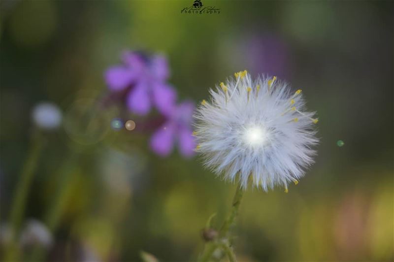 Just like the weather, people change. chouf  macros  macrophotography...