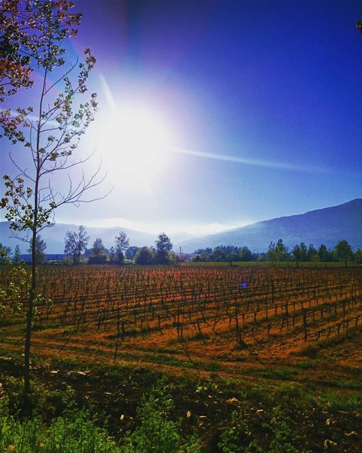 Just living is not enough... one must have  sunshine,  freedom, and a... (Deïr Taanâyel, Béqaa, Lebanon)