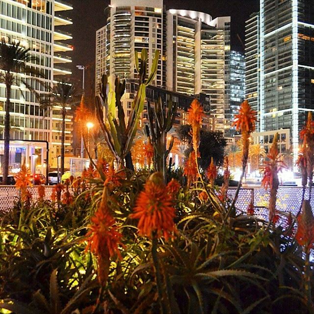 Just Now ... Amazing flowers with a highbuildings on a background lebanon beirut sea hotel trees beauty nature beautiful winter plants nightout nightlife nighttime zaytounabay Photo By @zavalice