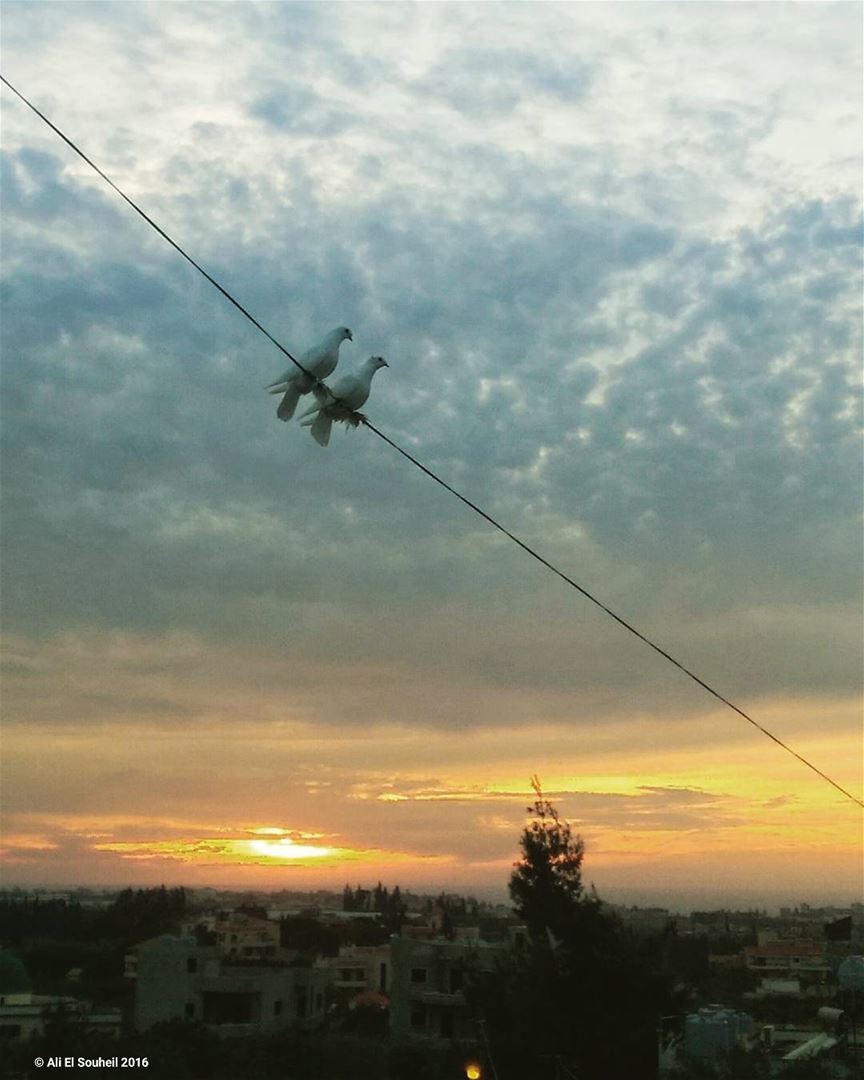 Just now  sunset  birds  pigeons  clouds  awsome  view  sky ... (Khorbet L Dweir)