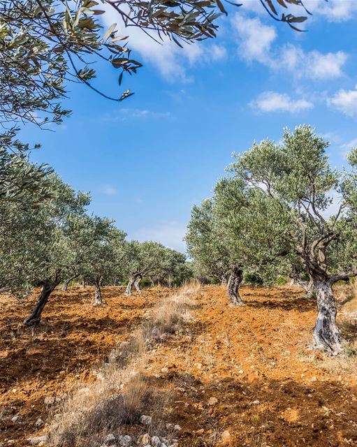 Just olive trees. I am not always creative.... (Anfeh Al-Koura أنفه الكورة)