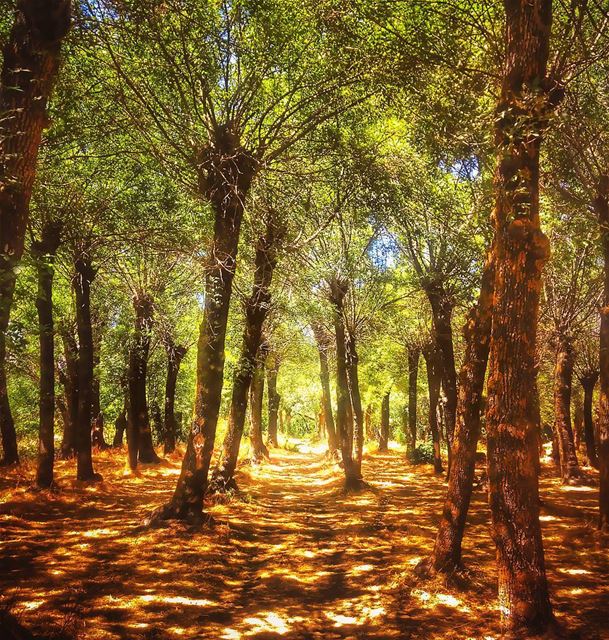 Just perfect 😎 lebanon  nature  naturelovers  natureporn  landscape ... (Deïr Taanâyel, Béqaa, Lebanon)