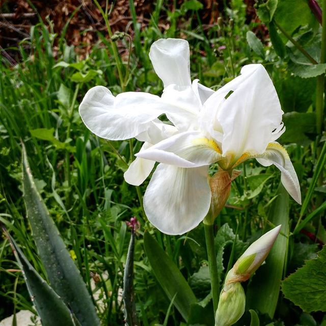 Just spotted this wild iris in a "adoomiyeh"(narrow pathway).  iris  bulb ... (Dayr Al Qamar, Mont-Liban, Lebanon)