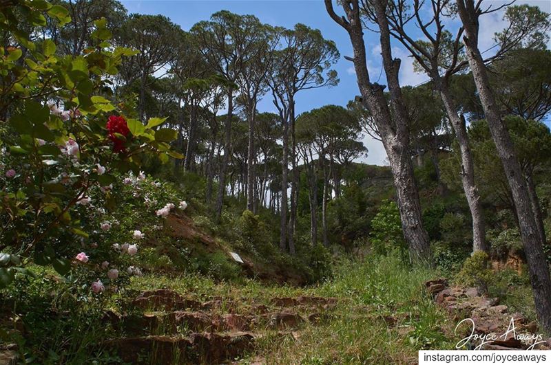 Just trust your steps & the path will lead you into your new journey...🌳� (Bkessine Largest Pine Forest in Lebanon)