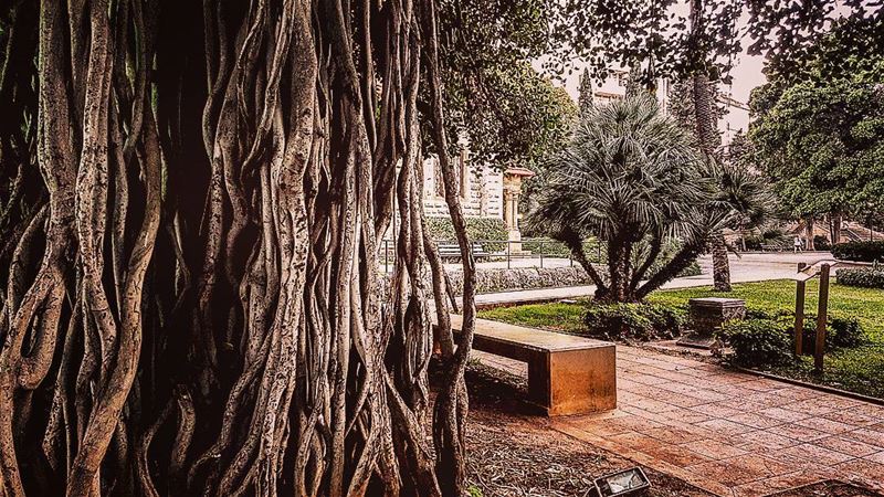 Just two types of roots, up and under... it's always a matter of... (American University of Beirut (AUB))