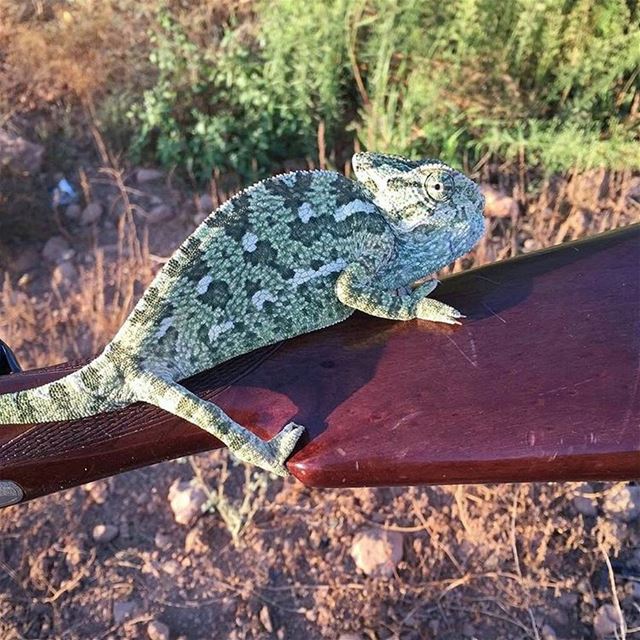 Kaa 
