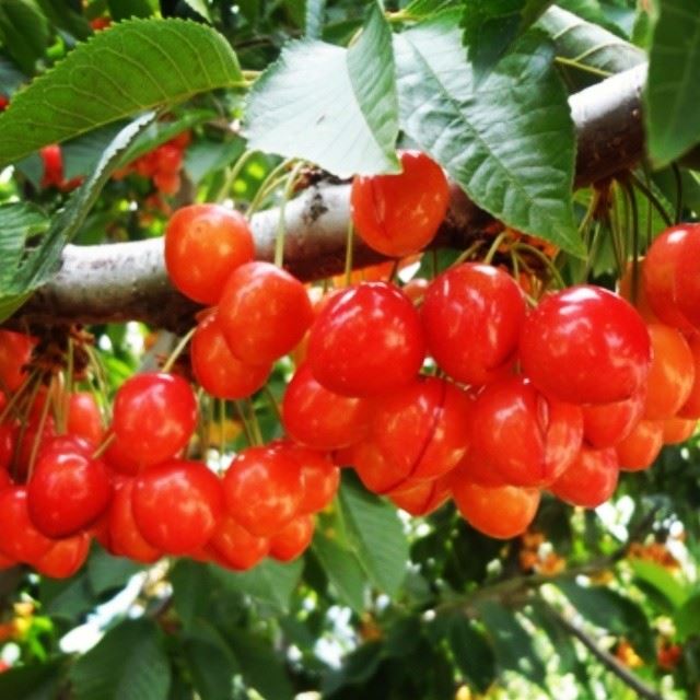 karaz cerises cherry nature fruit