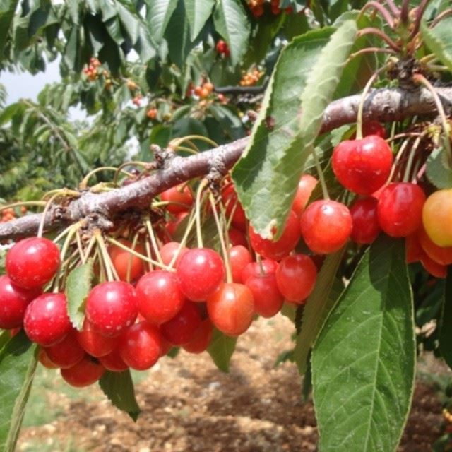 karaz cerises cherry nofilter