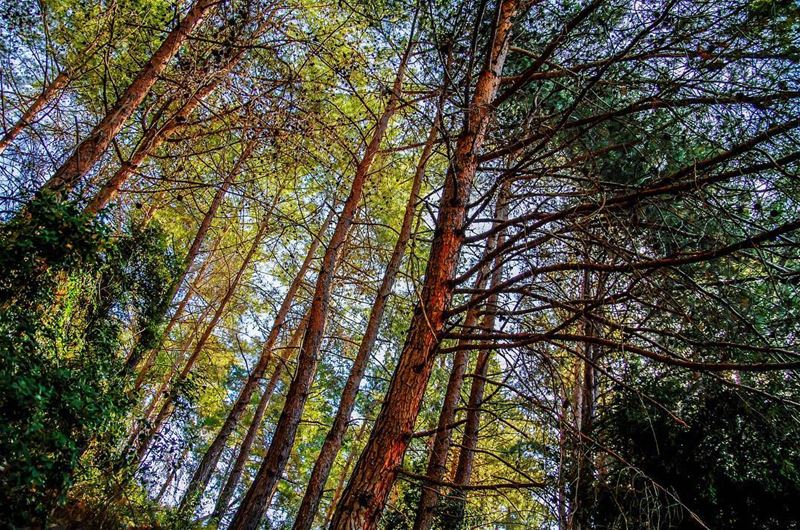  kartaba  trees ... (Qartaba)