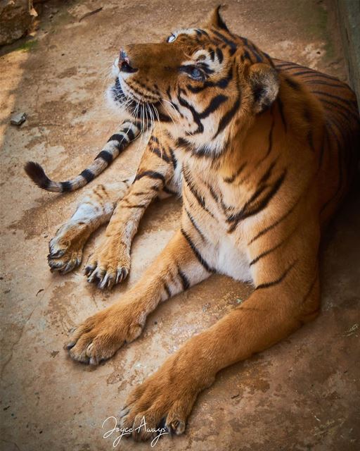 Keep looking up...!  tiger  eyeofthetiger  blueeyes  lookup  uphigh ... (Animal City Lebanon)