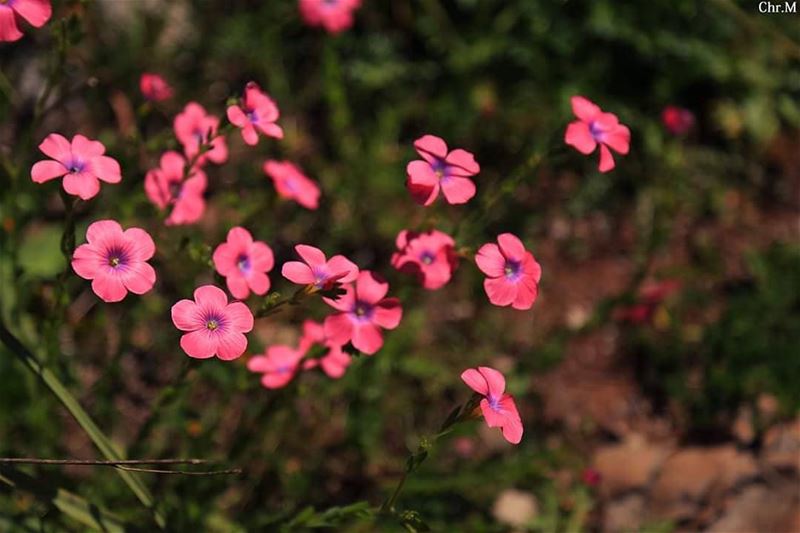 Keep on Blossoming ! JabalMoussa  unescomab  unesco  biospherereserve ...