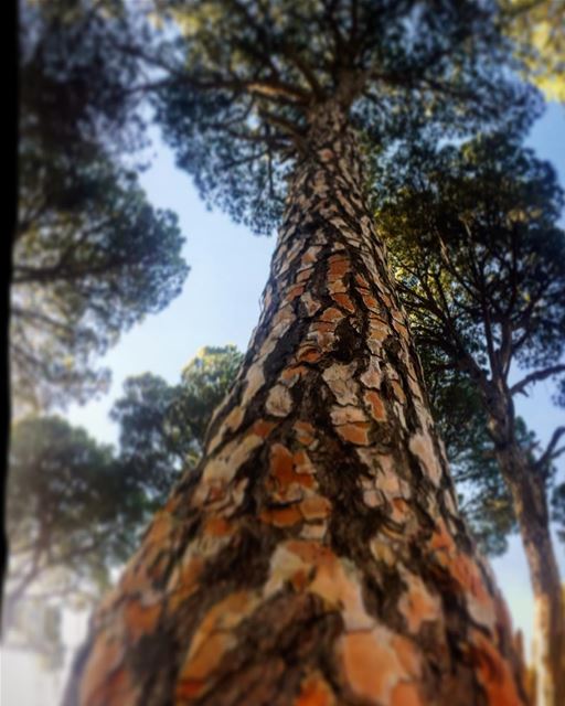 Keep your head high as a tree  tree  me  leo  love  soul  desert  mydubai ... (Al Rihan,South Lebanon)