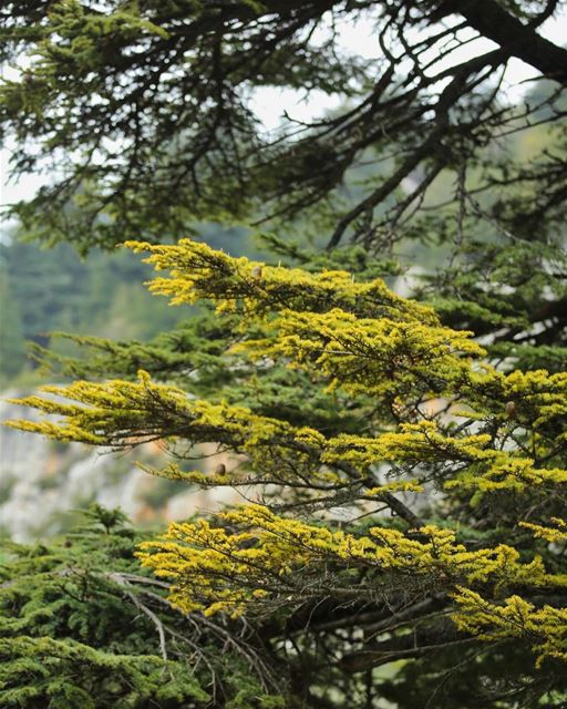 Keep your head up, Princess, otherwise your crown falls 👑 •... (Tannourine Cedars Nature Reserve)