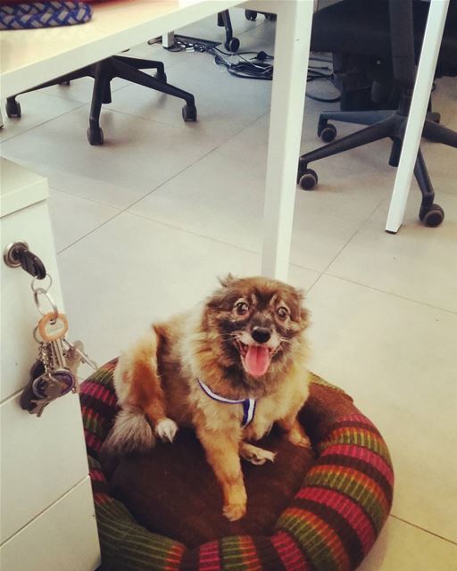 Keira's first day at work.  takeyourdogtoworkdayleb  pettalkmag  love ...