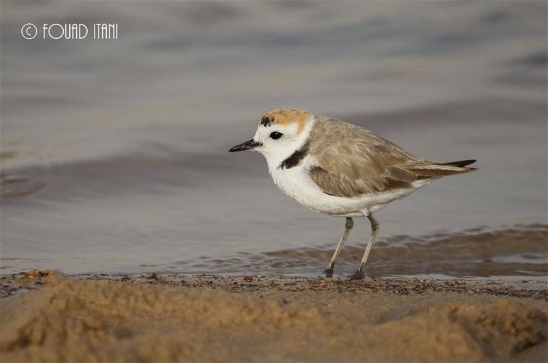 Kentish plover  angrybirds  birdsofinstagram  creation  livelovelebanon❤  ط