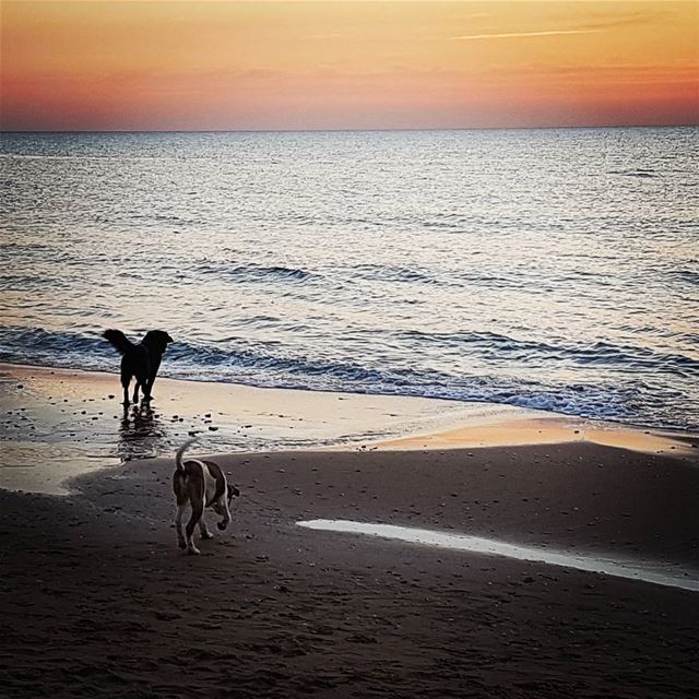 Kids playing on the beach at sunset  tourleb  tourlebanon  lebanoninsta ... (Byblos)