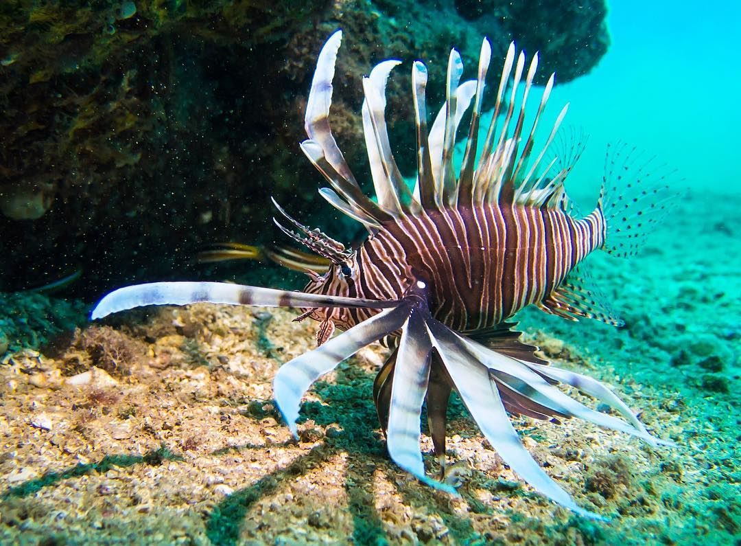 King of the deep ...the  lionfish shot in  beirut  lebanon  ...
