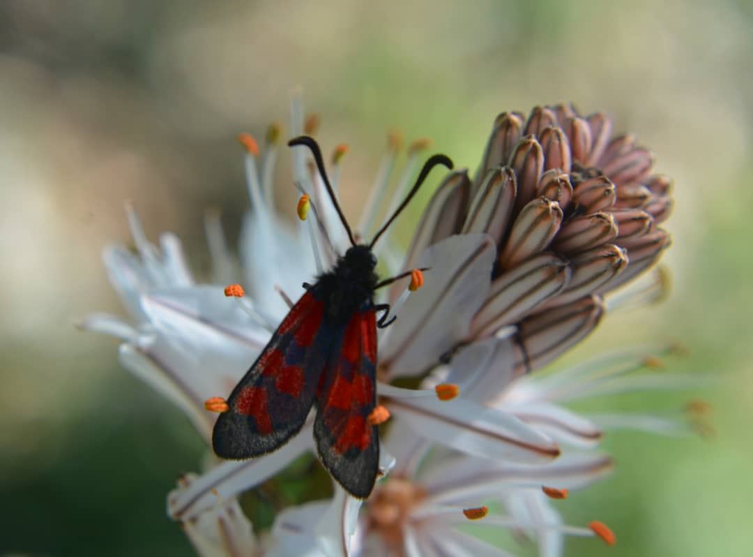 Kiss the flower Red butterfly! ❤❤  macro_brilliance  macro  globalcapture ... (Kasrouane)