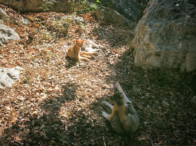 Kittens are angels with whiskers.  lebanon  livelovenorthlebanon ... (Ra'S Nhash, Liban-Nord, Lebanon)