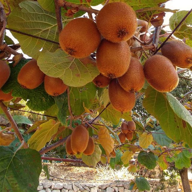 Kiwis. Love these and especially the baby ones (no need to peel) I tasted @ (Dayr Al Qamar, Mont-Liban, Lebanon)