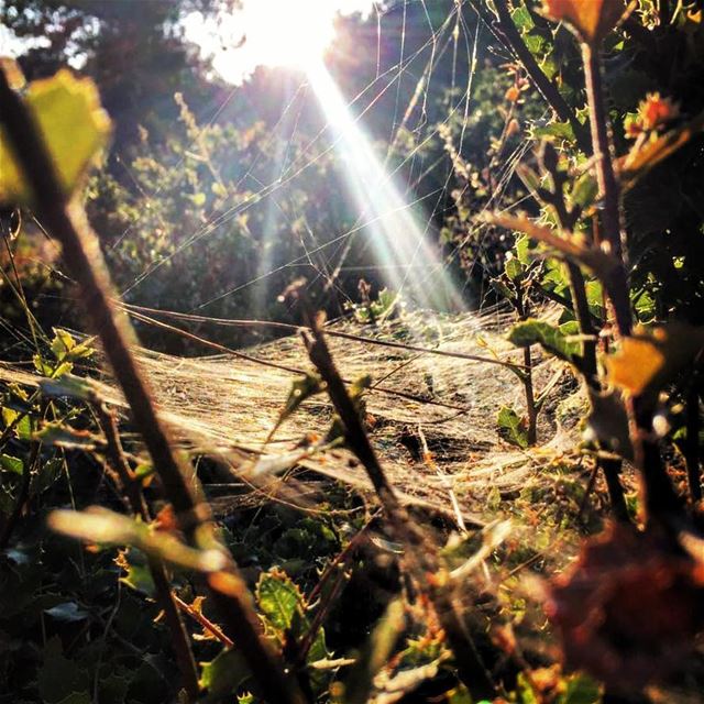  kobayat  spiderhome  sunshine  wildnature  closeup  details ... (Kobayat Helesban Valley   القبيات وادي حلسبان)