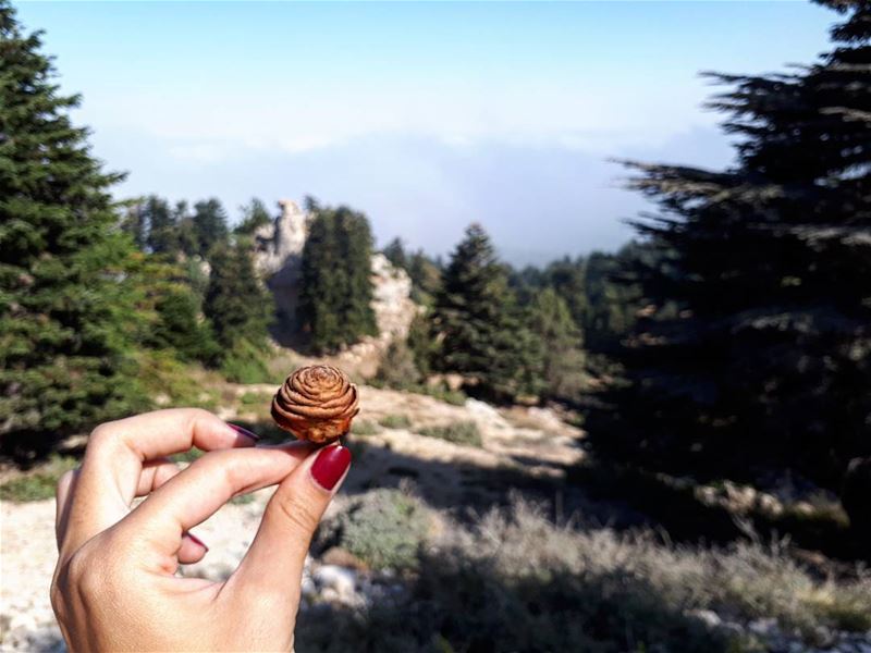  kobayat  tree  flower 🌾  morning  walk   beautiful  lebanon  walk  relax... (Al Qubayyat, Liban-Nord, Lebanon)